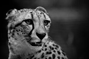 Fotos Große Katze Gepard Tiere