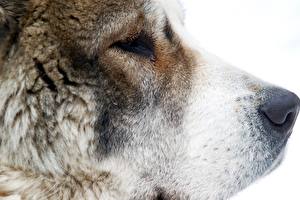 Hintergrundbilder Hunde Siberian Husky Tiere