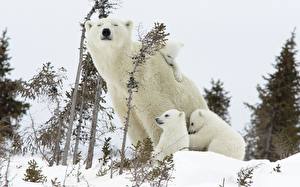Pictures Bears Polar bears animal