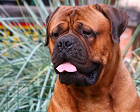 Bureaubladachtergronden Hond Boxer (hond) Dieren
