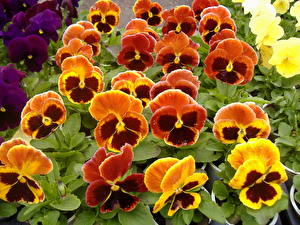 Fondos de escritorio Viola tricolor flor