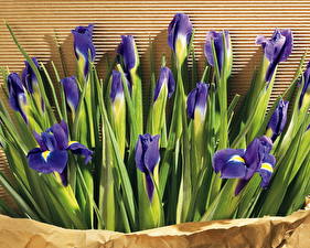 Bakgrundsbilder på skrivbordet Irisar blomma