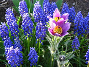Bakgrundsbilder på skrivbordet Hyacint Blommor