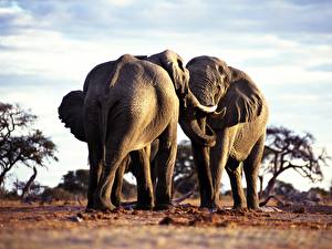Fotos Elefanten Tiere