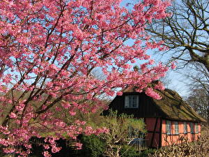 Photo Seasons Spring Nature
