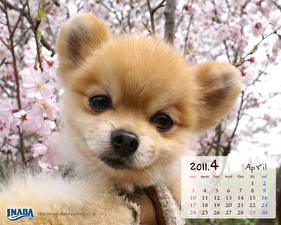 Pictures Dogs Spitz animal