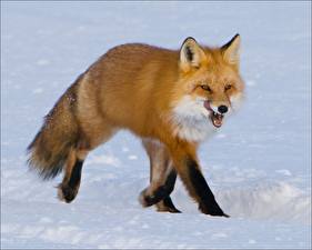 Picture Foxes  Animals