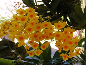 Hintergrundbilder Drillingsblume Blumen