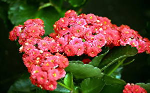 Bakgrunnsbilder Kalanchoe Blomster