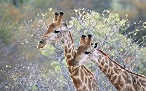 Bureaubladachtergronden Giraffen