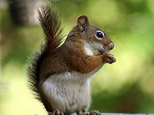 Image Rodents Squirrels Animals