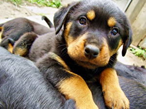 Pictures Dogs Rottweiler animal