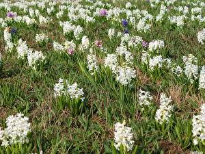 Bakgrundsbilder på skrivbordet Hyacint Blommor