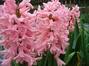 Pictures Hyacinths flower