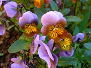 Fondos de escritorio Viola tricolor