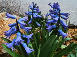 Pictures Hyacinths Flowers