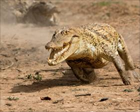 Bakgrunnsbilder Krokodille  Dyr