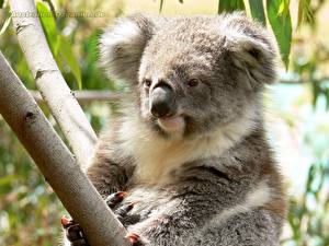 Fondos de escritorio Un oso Koalas animales