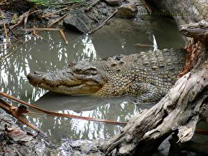 Fotos Krokodile
