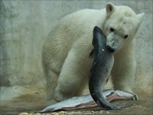 Pictures Bear Polar bears  animal