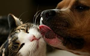 Picture Cat Tongue Animals