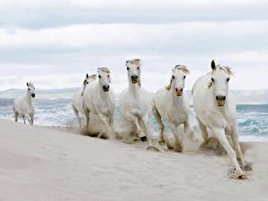 Tapety na pulpit Konie Plaża Bieg Zwierzęta
