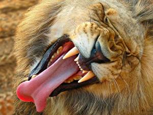 Tapety na pulpit Wielkie koty Lew afrykański Kły Językiem Ziewanie Zwierzęta