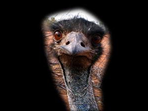 Wallpaper Birds Ostriches animal