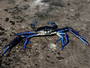 Image Arthropoda Crabs - Animals