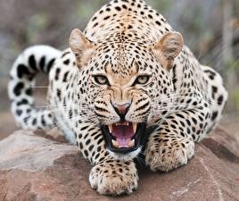 Fotos Große Katze Leoparden Eckzahn ein Tier