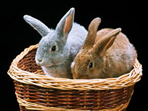 Hintergrundbilder Nagetiere Kaninchen ein Tier