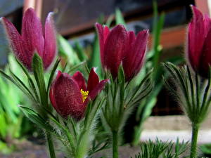 Desktop hintergrundbilder Anemonen Blumen