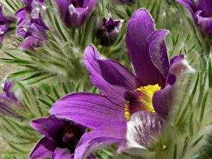 Bakgrundsbilder på skrivbordet Anemoner Blommor