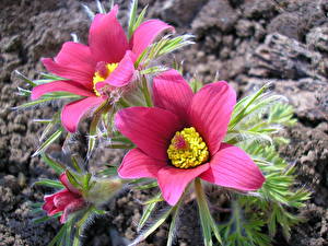 Bureaubladachtergronden Pulsatilla  bloem