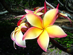 Bilder Frangipani Blüte
