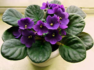 Image Violets Flowers