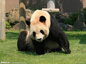 Фотография Медведь Панды животное