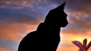 Fotos Katze Silhouette Tiere