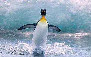 Bureaubladachtergronden Pinguïn een dier