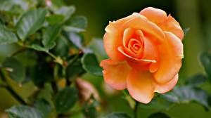 Photo Rose flower