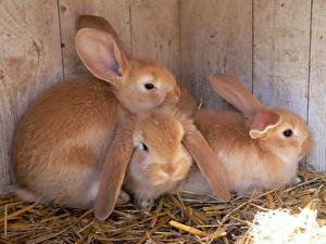 Bilder Nagetiere Kaninchen Tiere