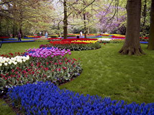 Bilder Viel Niederlande Blumen