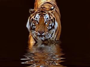 Bakgrunnsbilder Store kattedyr Tigre Svart Dyr