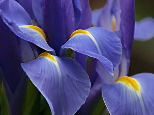 Fondos de escritorio Iris flor