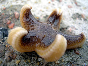 Photo Underwater world Sea stars animal