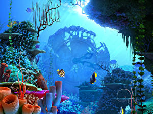 Picture Underwater world Corals Animals