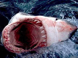 Bakgrunnsbilder Undervannsverdenen Haier