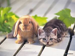 Fotos Nagetiere Katze Kaninchen Katzenjunges ein Tier