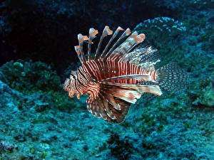 Fotos Fische Unterwasserwelt Feuerfisch Rotfeuerfische ein Tier