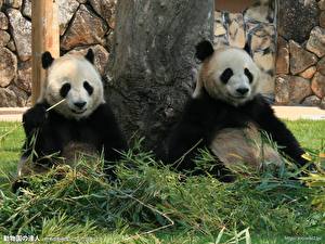 Hintergrundbilder Bären Großer Panda ein Tier